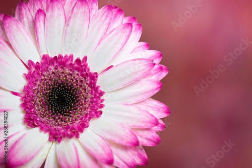Gerber Daisy  white and pink colors. Close up.