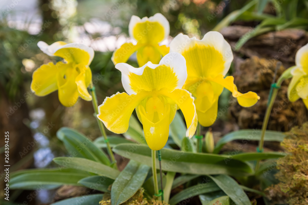 Yellow lady's slipper orchids Yellow lady's slipper orchids
