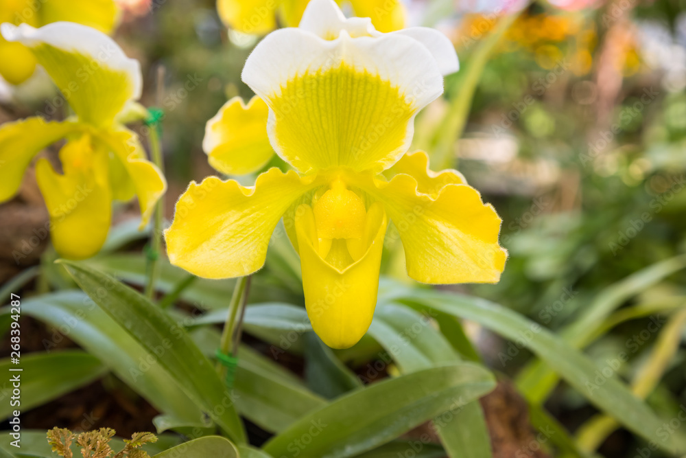 Yellow lady's slipper orchids Yellow lady's slipper orchids