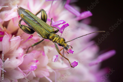 Little oedemera lurida eating pollen on pink flower photo