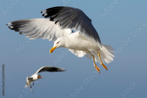 Sea gulls on flight are looking for food © marek_usz