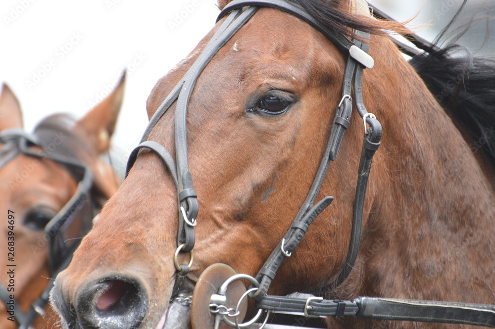 Fototapeta premium cheval trotteur 