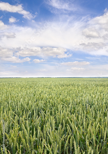 Green ears of wheat on the field in ripening period in summer on background cloudy sky