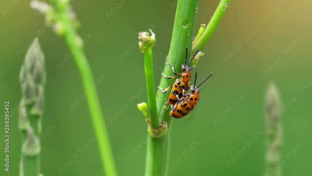 Asparagus beetles eat young shoots of garden asparagus and mate. 4K video. Asparagus beetles eat young shoots of garden asparagus and mate. 4K video.