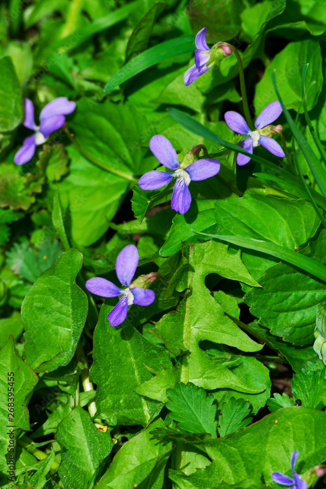 Macro photo of blooming alpine violets (Viola labradorica). Blooming violet flowers in the spring time on a sunny day. Macro photo of blooming alpine violets (Viola labradorica). Blooming violet flowers in the spring time on a sunny day.