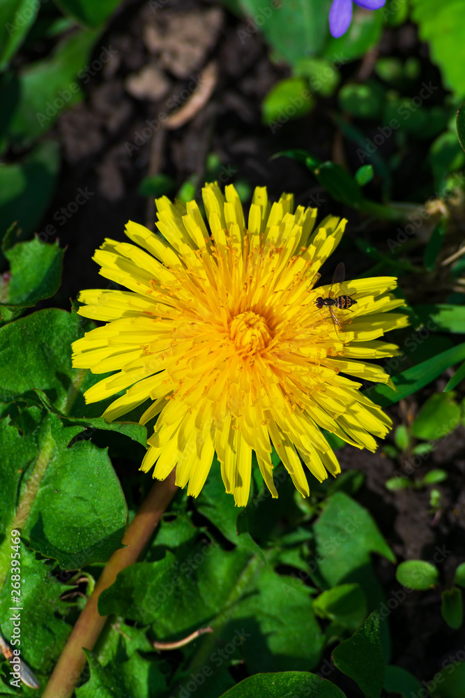 Close up of a blooming yellow dandelion   (Taraxacum officinale) in spring time. Macro Photo of a dandelion plant. Dandelion plant with a blooming yellow flower bud.