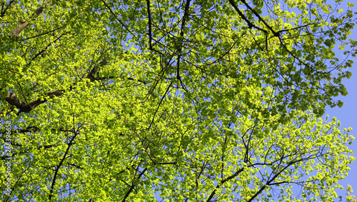 Trees with green leaves and branches on blue sky background 