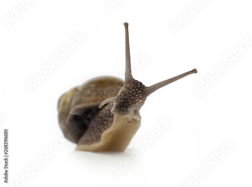 Garden snail isolated on white