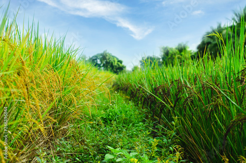 Riceberry and Jasmine Rice fields in northern Thailand