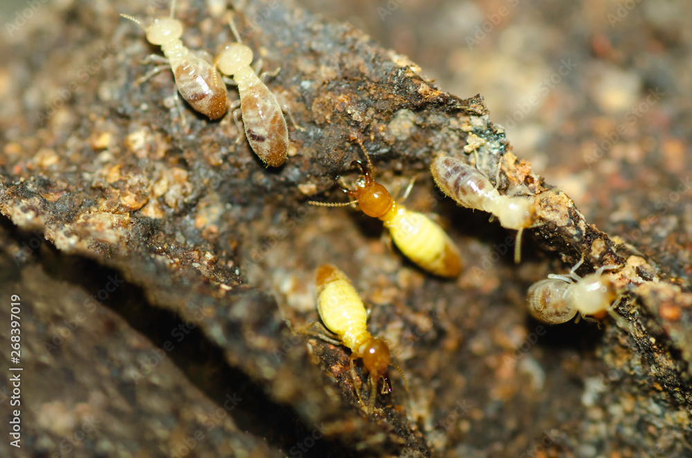 Yellownecked dry-wood termite  ,Termite Soldiers , Termite Workers