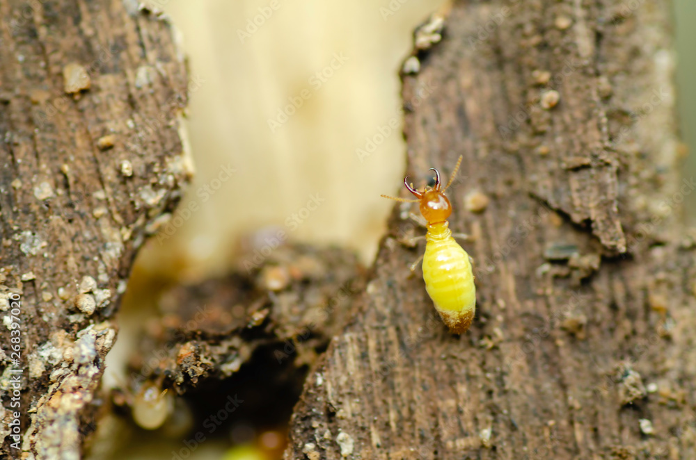 Yellownecked dry-wood termite ,Termite Soldiers Yellownecked dry-wood termite ,Termite Soldiers
