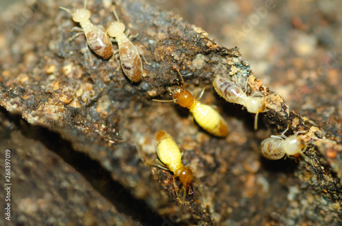 Yellownecked dry-wood termite  ,Termite Soldiers , Termite Workers photo