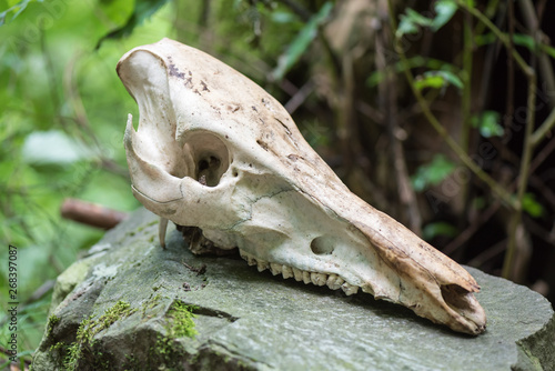 Wild boar skull © FPWing
