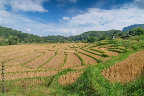 view of rice fields around with green forest, hills and cloudy sky background, Ban Mae Klang Luang hill tribe village, Doi Inthanon, Chiang Mai, northern of Thailand.