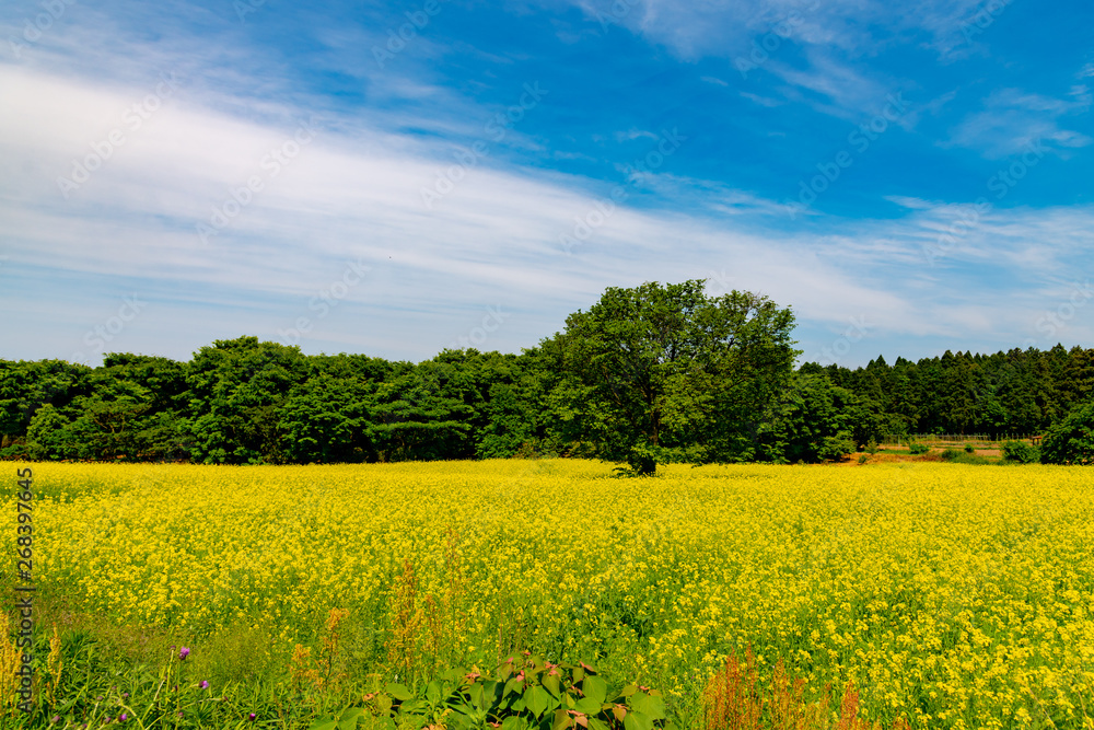 Fototapeta premium 青空と菜の花のコントラストの美しい高原の風景