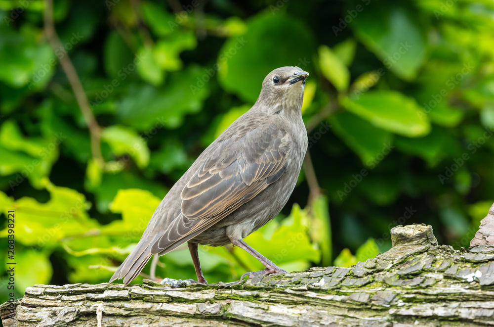 Juvenile starling perched on a log facing right in natural garden habitat. Blurred leaf background. Landscape, horizontal. space for copy. Juvenile starling perched on a log facing right in natural garden habitat. Blurred leaf background. Landscape, horizontal. space for copy.