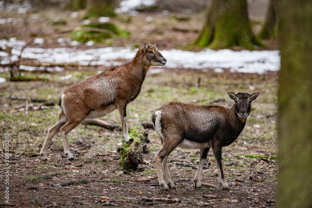 European mouflon in the German forest European mouflon in the German forest