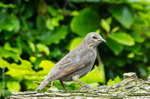 Juvenile starling perched on a log facing right in natural garden habitat.  Blurred green leaf background.  Landscape, horizontal.  Space for copy. © Moorland Roamer