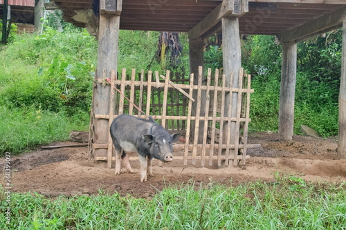 view of a pig resting on the ground, animal in Ban Mae Klang Luang Hill Tribe Village, Doi Inthanon, Chiang Mai, northern of Thailand.