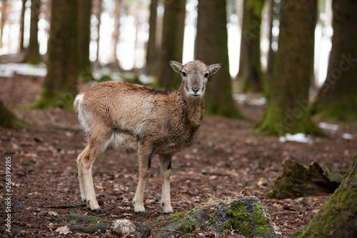 European mouflon in the German forest © Lena Wurm