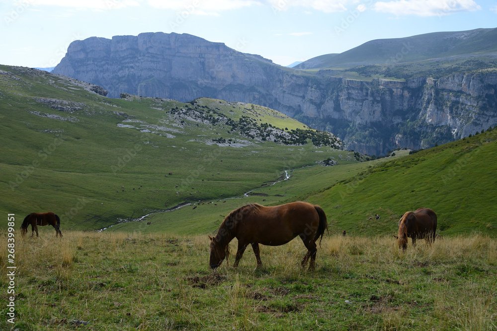Wild running horses in beautiful Parque Nacional de Ordesa y Monte Perdido, Pyrenees, Spain, Europe Wild running horses in beautiful Parque Nacional de Ordesa y Monte Perdido, Pyrenees, Spain, Europe