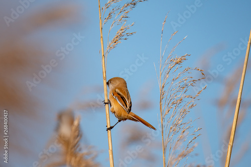 bearded, reedling, panurus, biarmicus, bird, cute, wild, nature, little, male, background, animal, close, small, wildlife, watching, beautiful, portrait, natural, brown, spring, europe, wing, feather,