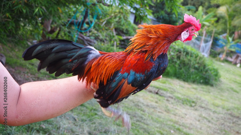 Fototapeta premium The bantam chick I fed was rooster crows in the evening.A bantam is any small variety of fowl, especially chickens.
