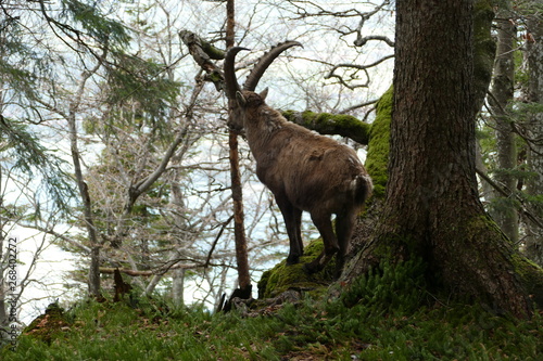 Sehr selten in freier Wildbahn  aufgenommen in den Bayerischen Bergen 