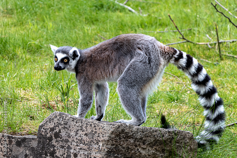 Im Tierpark