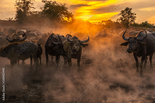 Crowd buffalo in sunset