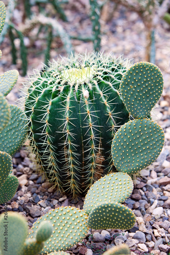 Echinocactus grusonii (golden barrel cactus, golden ball) and Opuntia microdasys.. Echinocactus grusonii (golden barrel cactus, golden ball) and Opuntia microdasys..