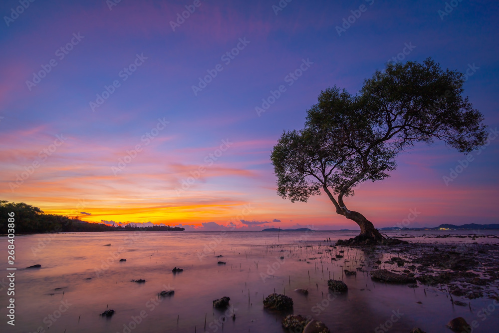 Silhouettes of Avicennia officinalis trees and amazing cloudy sky on sunrise at tropical beach in Thailand.