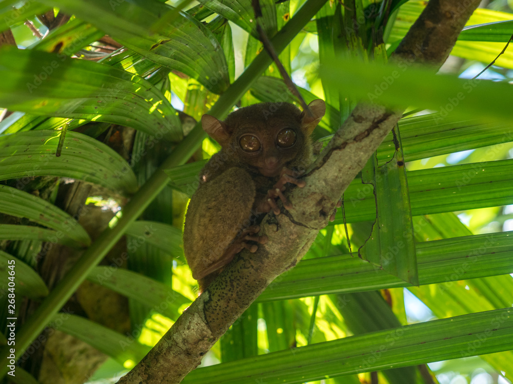 Fotografia do Stock: The Philippine tarsier (Carlito syrichta) is a ...