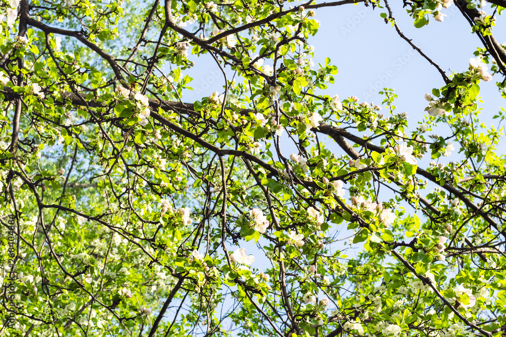 intertwined branches of fruit trees with blossoms intertwined branches of fruit trees with blossoms