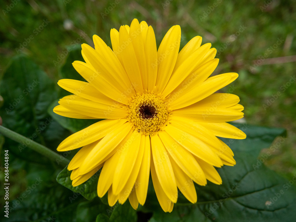 Obraz premium yellow flowers in the garden