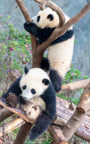 Two cute little pandas playing tree-climbing