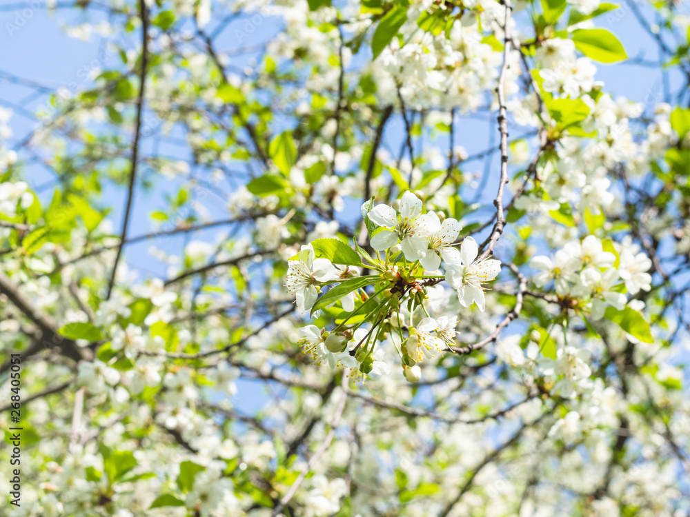 illuminated by sun twigs with white blossoms