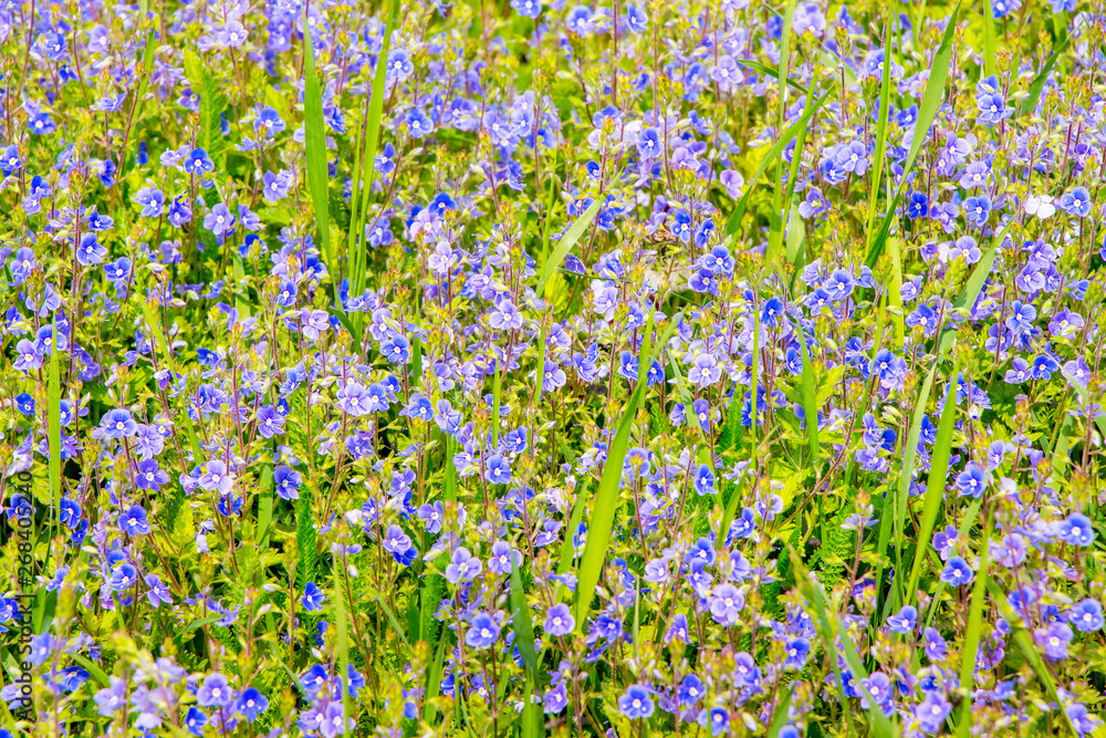 A background of small blue forget-me-nots in the green grass_