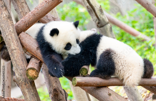 Fototapeta Naklejka Na Ścianę i Meble -  Two cute little pandas playing tree-climbing