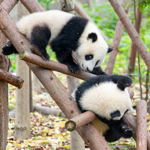 Two cute little pandas playing tree-climbing