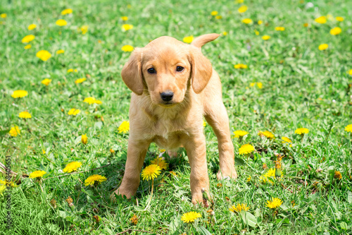 Dog breed cocker spaniel stands on grass among dandelion flowers_