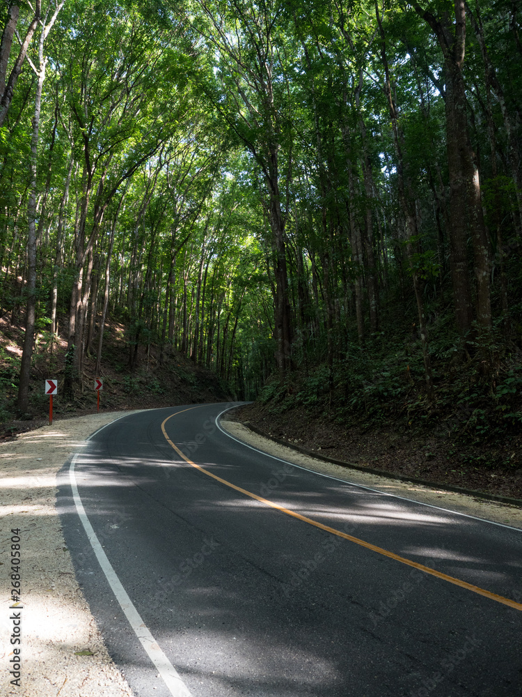 Amazing road in man-made Mahogany Forest on the Bohol island, Philippines. November, 2018