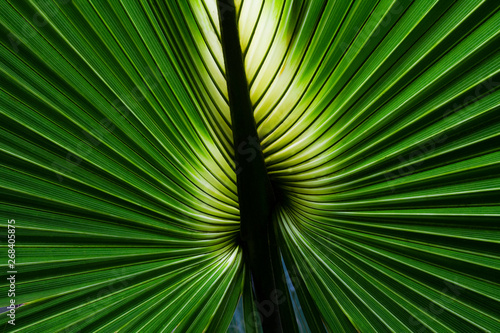 Closeup of a Backlit Fan Palm