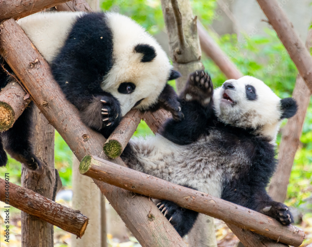 Obraz premium Two cute little pandas playing tree-climbing
