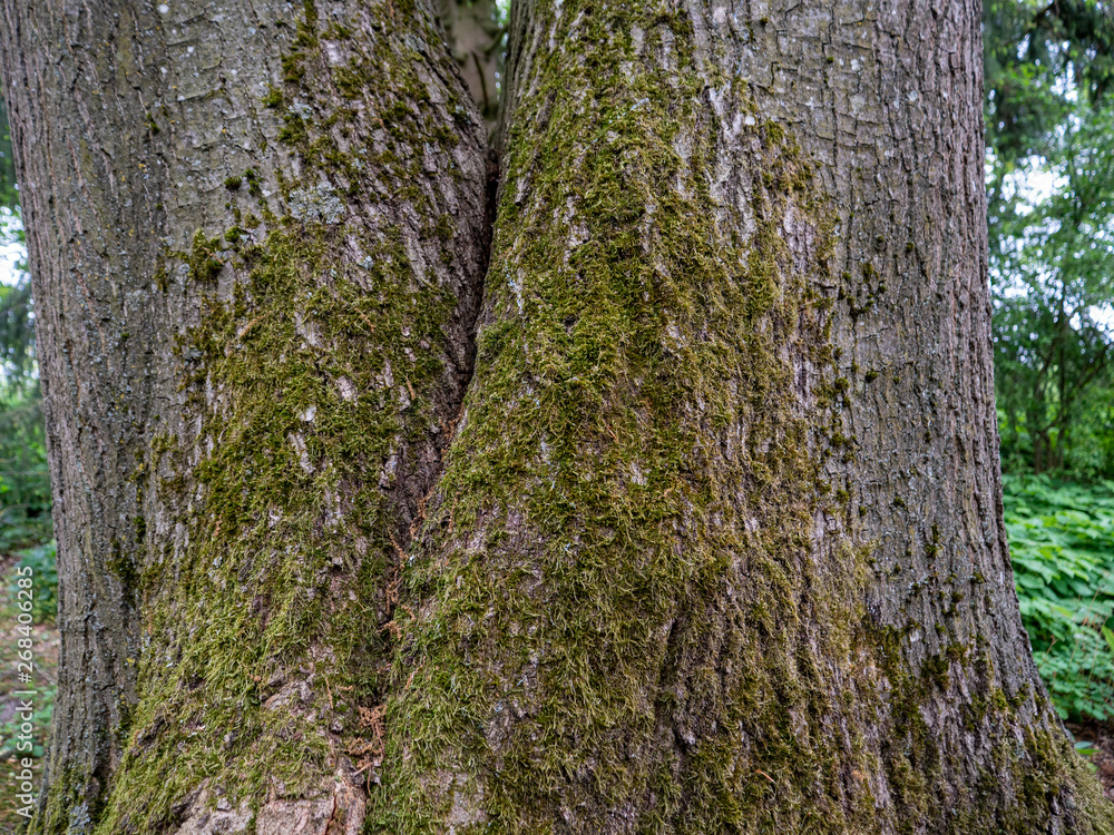 Obraz premium moss on a big tree