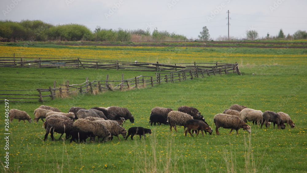 Sheep herd on a green meadow against a wooden fence farm - countryside landscape, livestock, agriculture Sheep herd on a green meadow against a wooden fence farm - countryside landscape, livestock, agriculture
