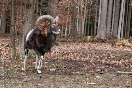 European mouflon in the German forest photo