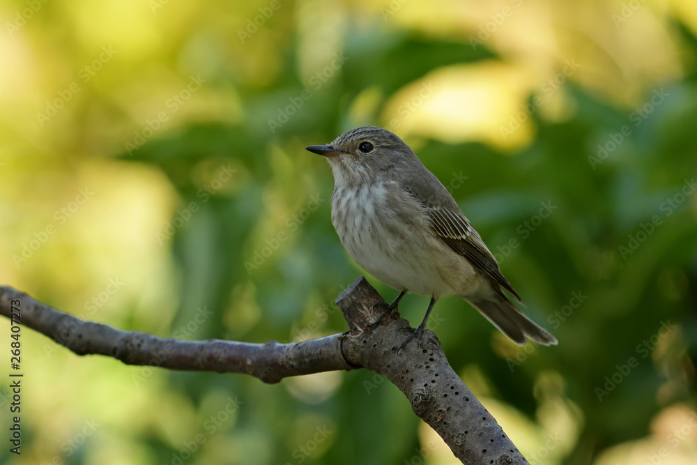 bird on a branch bird on a branch