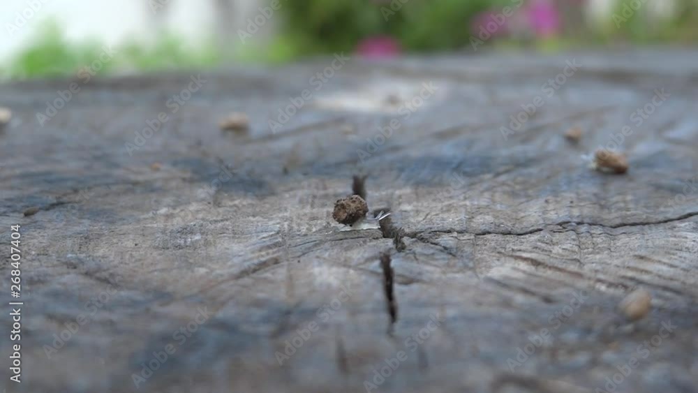 After rain newborn snails move on wet stump After rain newborn snails move on wet stump
