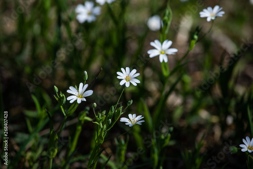 delicate white flowers